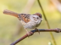Swamp Sparrow - Dunbar Cave SP,  Montgomery County, Clarksville, Tennessee, April 26, 2023