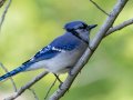 Blue Jay - Dunbar Cave SP, Montgomery, Tennessee, Apr 24, 2023