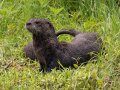 River Otters (mother and baby series) - This shot shows the pup nursing - Dunbar Cave State Park, Clarksville, Montgomery County, TN - July 16, 2023