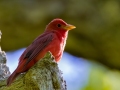 Summer Tanager - Dunbar Cave SP,  Montgomery County, Clarksville, Tennessee, April 26, 2023