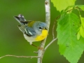 Northern Parula - Dunbar Cave SP,  Montgomery County, Clarksville, Tennessee, April 26, 2023
