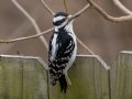 Hairy Woodpecker - Yard Birds - Montgomery County, Clarksville, TN, Feb 26, 2023