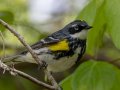 Yellow-rumped Warbler (Myrtle) - Dunbar Cave SP,  Montgomery County, Clarksville, Tennessee, April 26, 2023