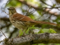 Brown Thrasher - Dunbar Cave SP,  Montgomery County, Clarksville, Tennessee, April 26, 2023