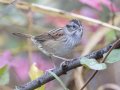 Swamp Sparrow - Dunbar Cave State Park, Clarksville, Montgomery County, Nov 21, 2023