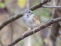 Swamp Sparrow - Dunbar Cave State Park, Clarksville, Montgomery County, Nov 21, 2023