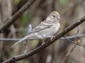 Field Sparrow - Dunbar Cave State Park, Clarksville, Montgomery County, Nov 21, 2023