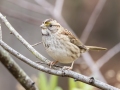 White-throated Sparrow - Dunbar Cave State Park, Clarksville, Montgomery County, Nov 21, 2023