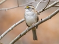 White-throated Sparrow - Dunbar Cave State Park, Clarksville, Montgomery County, Nov 21, 2023