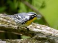 Yellow-throated Warbler - Dunbar Cave SP,  Montgomery County, Clarksville, Tennessee, April 26, 2023