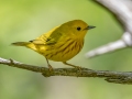 Yellow Warbler - Dunbar Cave SP,  Montgomery County, Clarksville, Tennessee, April 26, 2023