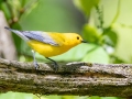 Prothonotary Warbler - Dunbar Cave SP,  Montgomery County, Clarksville, Tennessee, April 26, 2023