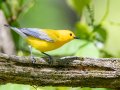 Prothonotary Warbler - Dunbar Cave SP, Montgomery, Tennessee, Apr 24, 2023