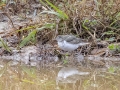 Solitary Sandpiper (rare for date) - Dunbar Cave State Park, Clarksville, Montgomery County, Nov 21, 2023