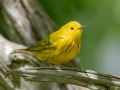 Yellow Warbler - Dunbar Cave SP,  Montgomery County, Clarksville, Tennessee, April 26, 2023