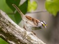 White-throated Sparrow - Dunbar Cave SP,  Montgomery County, Clarksville, Tennessee, April 26, 2023