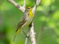 Palm Warbler (Western) - Dunbar Cave SP,  Montgomery County, Clarksville, Tennessee, April 26, 2023