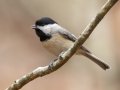 Carolina Chickadee - Dunbar Cave SP, Montgomery, Tennessee, Nov 21, 2023