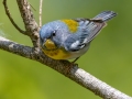 Northern Parula - Dunbar Cave SP,  Montgomery County, Clarksville, Tennessee, April 26, 2023