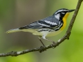 Yellow-throated Warbler - Dunbar Cave SP,  Montgomery County, Clarksville, Tennessee, April 26, 2023
