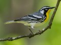 Yellow-throated Warbler - Dunbar Cave SP, Montgomery County, Clarksville, Tennessee, April 26, 2023