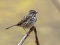 Song Sparrow - Dunbar Cave SP, Montgomery, Tennessee, Nov 22, 2023