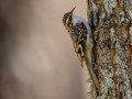 Brown Creeper - Cheatham Dam Recreation Area North, Cheatham County, Tennessee, Feb 28, 2023