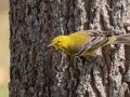 Pine Warbler - Cheatham Dam Recreation Area North, Cheatham County, Tennessee, Feb 28, 2023