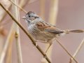 Swamp Sparrow - Dunbar Cave SP, Montgomery, Tennessee, Nov 22, 2023