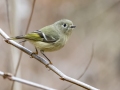 Ruby-crowned Kinglet - Dunbar Cave State Park, Clarksville, Montgomery County, Nov 22, 2023