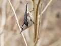 White-breasted Nuthatch - Dunbar Cave State Park, Clarksville, Montgomery County, Nov 22, 2023