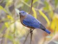Eastern Bluebird - Dunbar Cave State Park, Clarksville, Montgomery County, Nov 22, 2023
