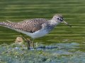 Solitary Sandpiper - Dunbar Cave SP,  Montgomery County, Clarksville, Tennessee, April 26, 2023