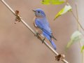 Eastern Bluebird - Dunbar Cave State Park, Clarksville, Montgomery County, Nov 22, 2023