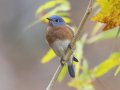 Eastern Bluebird - Dunbar Cave State Park, Clarksville, Montgomery County, Nov 22, 2023