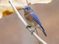 Eastern Bluebird - Dunbar Cave State Park, Clarksville, Montgomery County, Nov 22, 2023