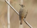 Hermit Thrush - Dunbar Cave State Park, Clarksville, Montgomery County, Nov 22, 2023
