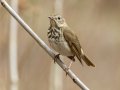 Hermit Thrush - Dunbar Cave State Park, Clarksville, Montgomery County, Nov 22, 2023