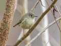 Ruby-crowned Kinglet - Dunbar Cave State Park, Clarksville, Montgomery County, Nov 22, 2023