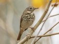 Hermit Thrush - Dunbar Cave State Park, Clarksville, Montgomery County, Nov 22, 2023
