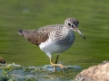 Solitary Sandpiper - Dunbar Cave SP,  Montgomery County, Clarksville, Tennessee, April 26, 2023