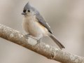 Tufted Titmouse - Dunbar Cave SP, Montgomery, Tennessee, Nov 22, 2023