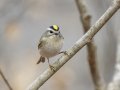 Golden-crowned Kinglet - Dunbar Cave State Park, Clarksville, Montgomery County, Nov 22, 2023