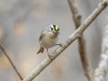 Golden-crowned Kinglet - Dunbar Cave State Park, Clarksville, Montgomery County, Nov 22, 2023