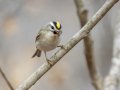 Golden-crowned Kinglet - Dunbar Cave State Park, Clarksville, Montgomery County, Nov 22, 2023