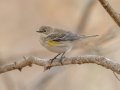 Yellow-rumped Warbler (Myrtle) - Dunbar Cave SP, Montgomery, Tennessee, Nov 22, 2023