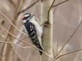 Downy Woodpecker - Dunbar Cave State Park, Clarksville, Montgomery County, Nov 22, 2023