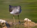 Solitary Sandpiper - Dunbar Cave SP,  Montgomery County, Clarksville, Tennessee, April 26, 2023