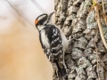 Downy Woodpecker - Dunbar Cave State Park, Clarksville, Montgomery County, Nov 22, 2023