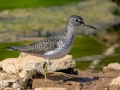 Solitary Sandpiper - Dunbar Cave SP,  Montgomery County, Clarksville, Tennessee, April 26, 2023